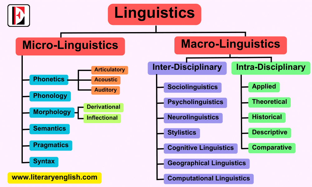 Different Branches of linguistics (micro linguistics vs macrolinguistics)